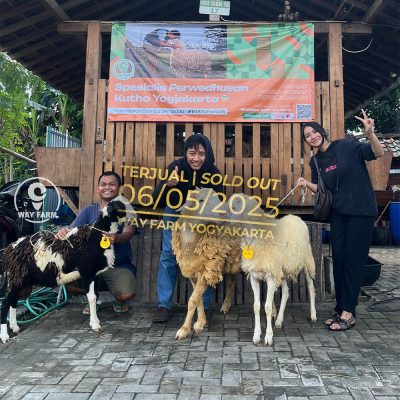 WF-042 | Domba Qurban Jantan - 35Kg (SOLD OUT)