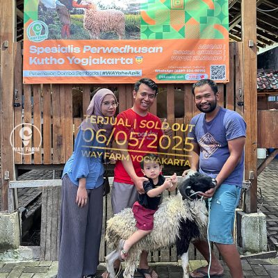 WF-052 | Domba Qurban Jantan - 24Kg (SOLD OUT)