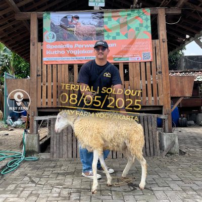 WF-043 | Domba Qurban Jantan - 36Kg (SOLD OUT)