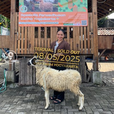 WF-054 | Domba Qurban Jantan - 25Kg (SOLD OUT)
