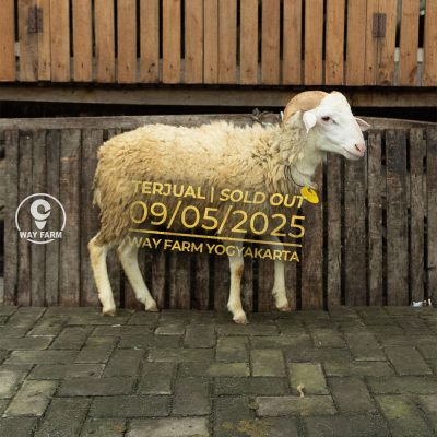 WF-051 | Domba Qurban Jantan - 28.5Kg (SOLD OUT)