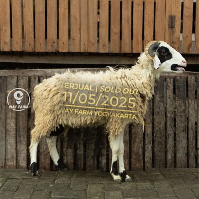 WF-049 | Domba Qurban Jantan - 32Kg (SOLD OUT)