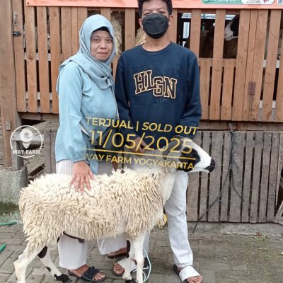 WF-050 | Domba Qurban Jantan - 30Kg (SOLD OUT)