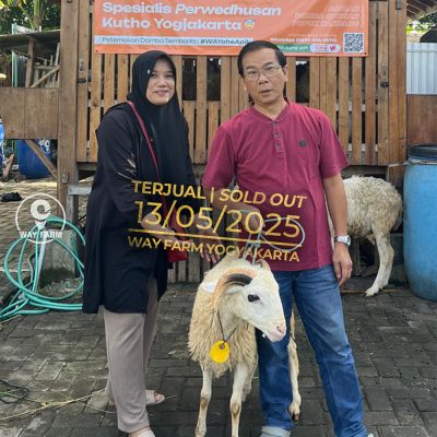 WF-047 | Domba Qurban Jantan - 31.5Kg (SOLD OUT)