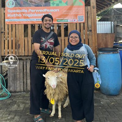 WF-045 | Domba Qurban Jantan - 30Kg (SOLD OUT)