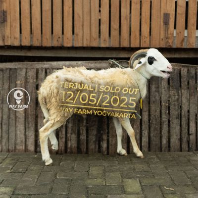 WF-046 | Domba Qurban Jantan - 32Kg (SOLD OUT)