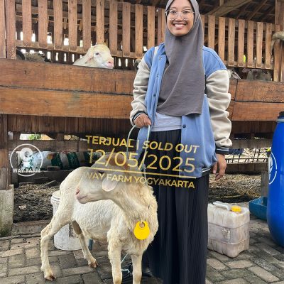 WF-066 | Domba Qurban Jantan - 27Kg (SOLD OUT)