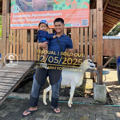 WF-057 | Domba Qurban Jantan - 32Kg (SOLD OUT)