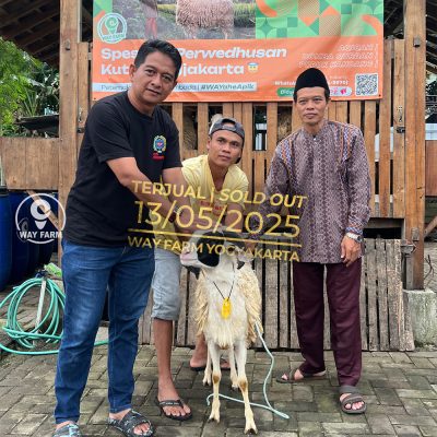 WF-038 | Domba Qurban Jantan - 32Kg (SOLD OUT)