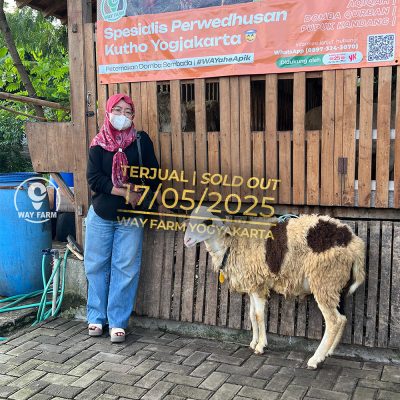 WF-081 | Domba Qurban Jantan - 36Kg (SOLD OUT)