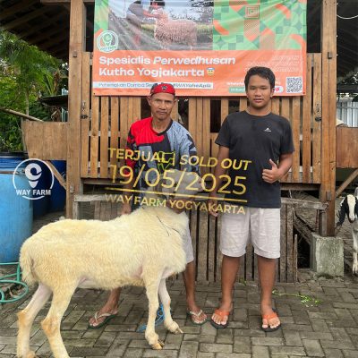 WF-010 | Domba Qurban Jantan - 56Kg (SOLD OUT)