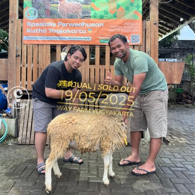 WF-063 | Domba Qurban Jantan - 34Kg (SOLD OUT)
