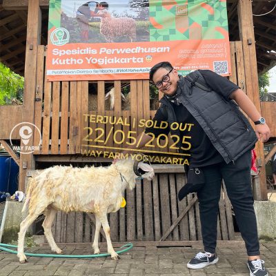 WF-036 | Domba Qurban Jantan - 35Kg (SOLD OUT)