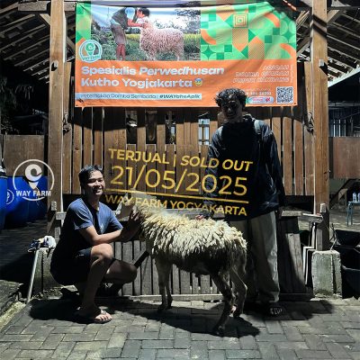 WF-060 | Domba Qurban Jantan - 40.5Kg (SOLD OUT)