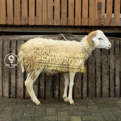 WF-053 | Domba Qurban Jantan - 30Kg (SOLD OUT)