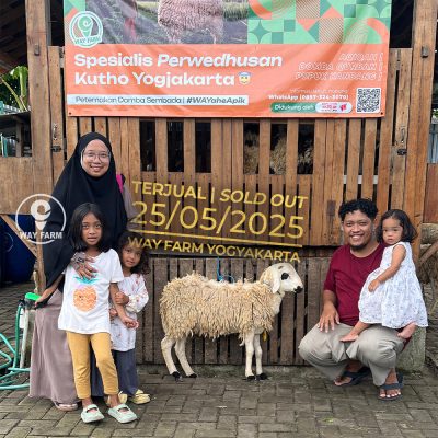 WF-055 | Domba Qurban Jantan - 23.5Kg (SOLD OUT)