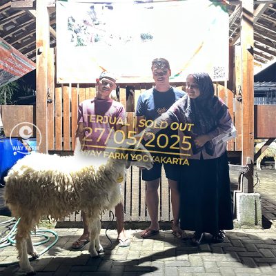WF-079 | Domba Qurban Jantan - 58Kg (SOLD OUT)