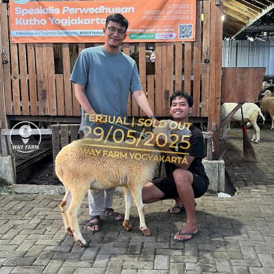 WF-117 | Domba Qurban Jantan (SOLD OUT)