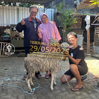 WF-075 | Domba Qurban Jantan - 32Kg (SOLD OUT)