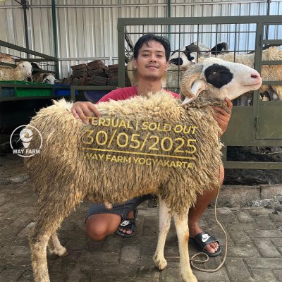 WF-127 | Domba Qurban Jantan (SOLD OUT)