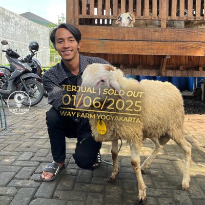 WF-119 | Domba Qurban Jantan (SOLD OUT)