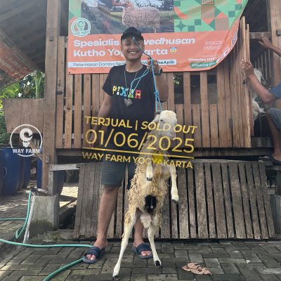 WF-150 | Domba Qurban Jantan (SOLD OUT)