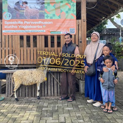 WF-114 | Domba Qurban Jantan (SOLD OUT)