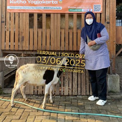 WF-145 | Domba Qurban Jantan (SOLD OUT)